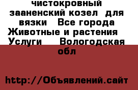 чистокровный зааненский козел  для вязки - Все города Животные и растения » Услуги   . Вологодская обл.
